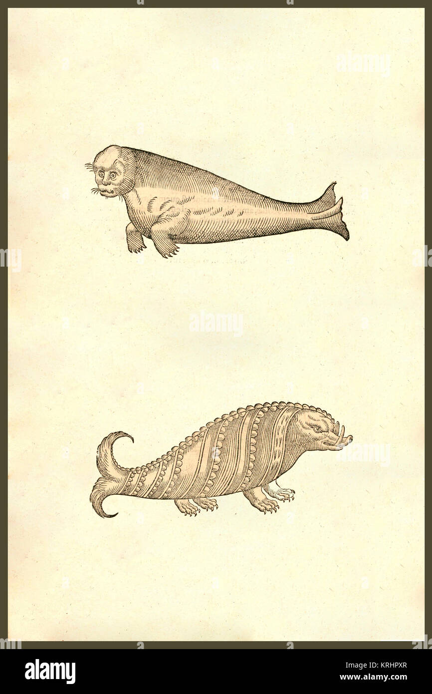 "Seal & Walrus Creatures. From the 1642 book Monstrorum Historia by ...