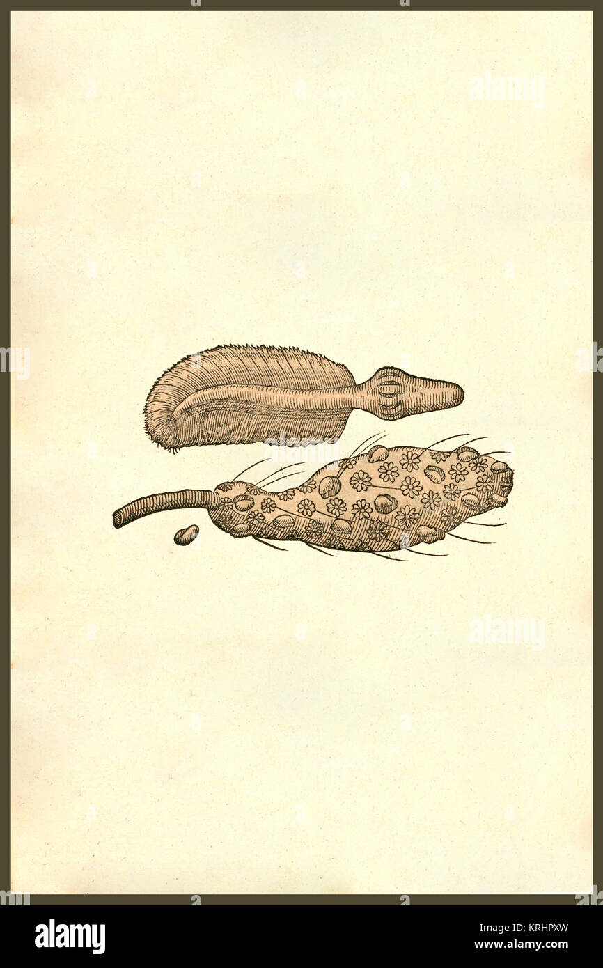 "Miniature marine Creatures. From the 1642 book Monstrorum Historia by ...