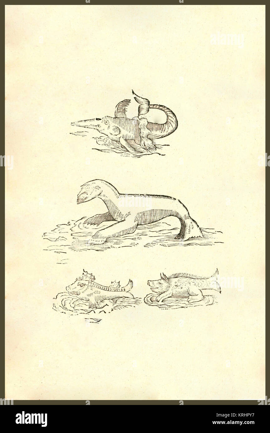 "Omnium Animalum, mixed strange animal kingdom creatures. From the 1642 ...