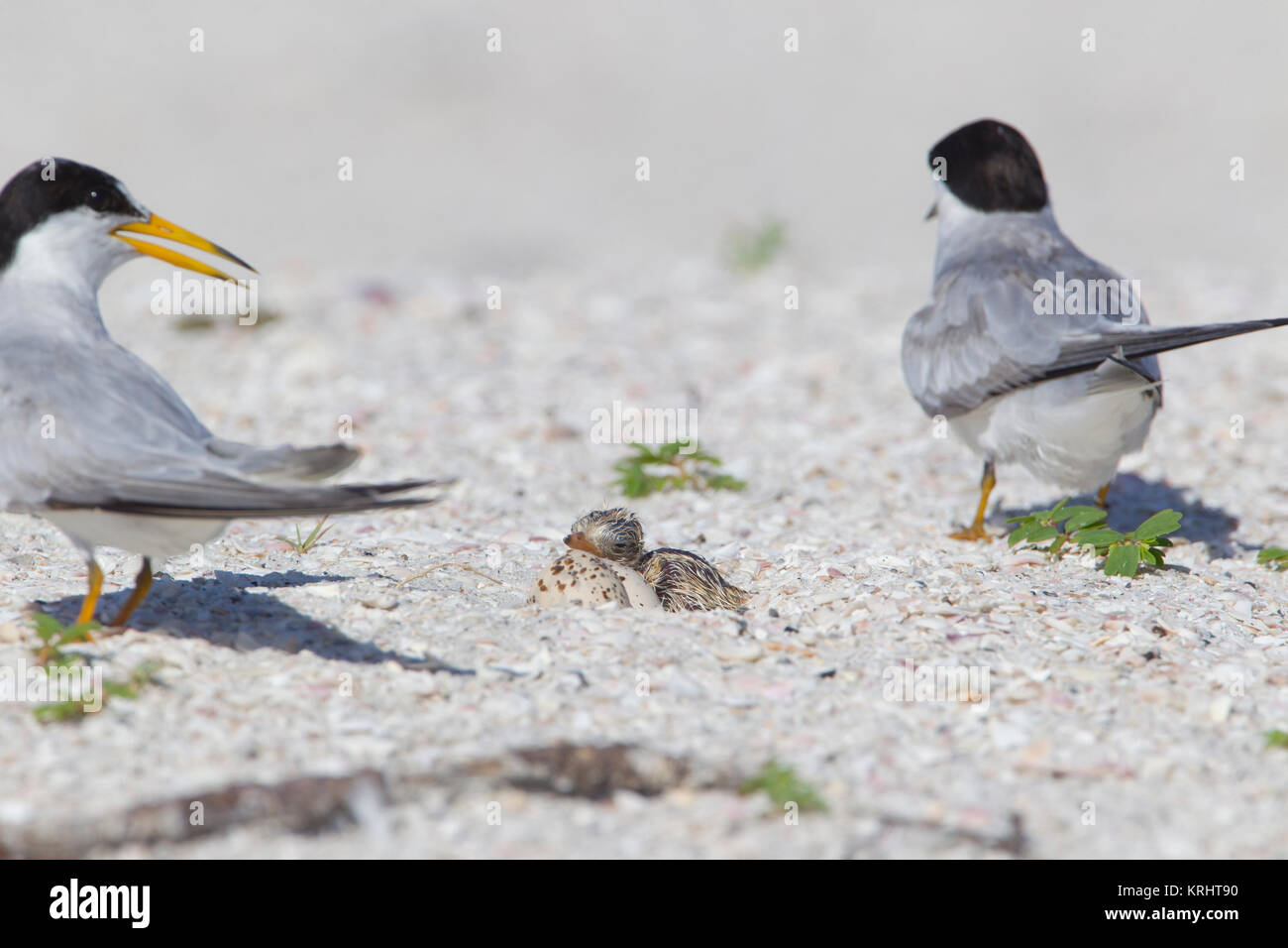 Least Tern with Chick on Florida Coast Stock Photo
