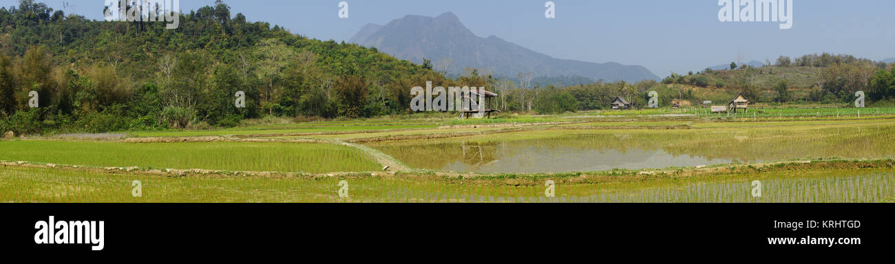 Reisfeld, Laos, Asien Stock Photo