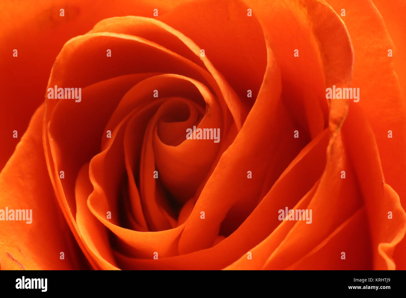the rose is a sign of love Stock Photo Alamy