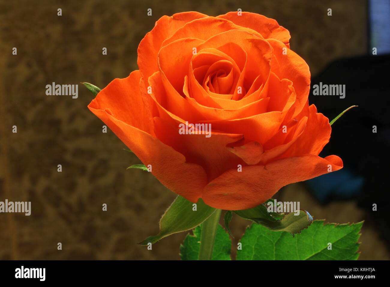 the rose is a sign of love Stock Photo Alamy