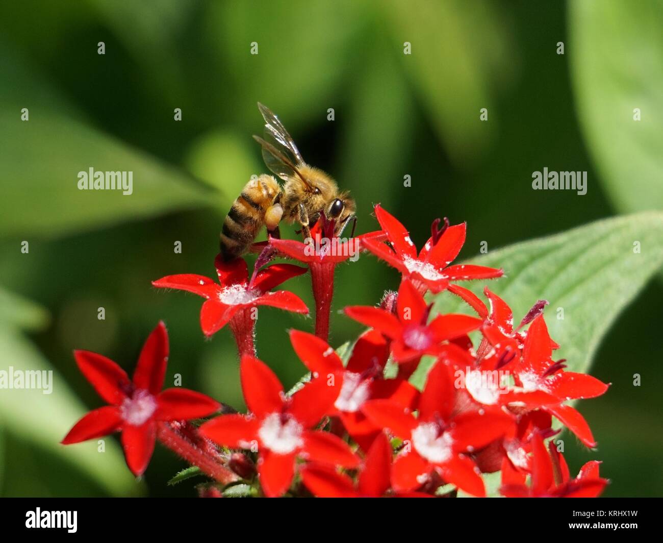 Western Honey Bee (Apis mellifera) feeding on red Pentas flowers Stock