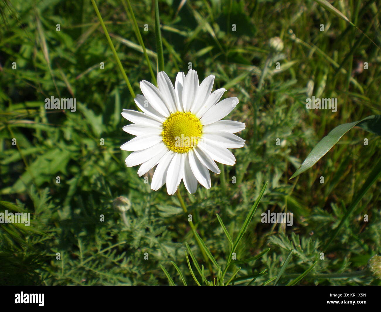Camomile on a grass background Stock Photo
