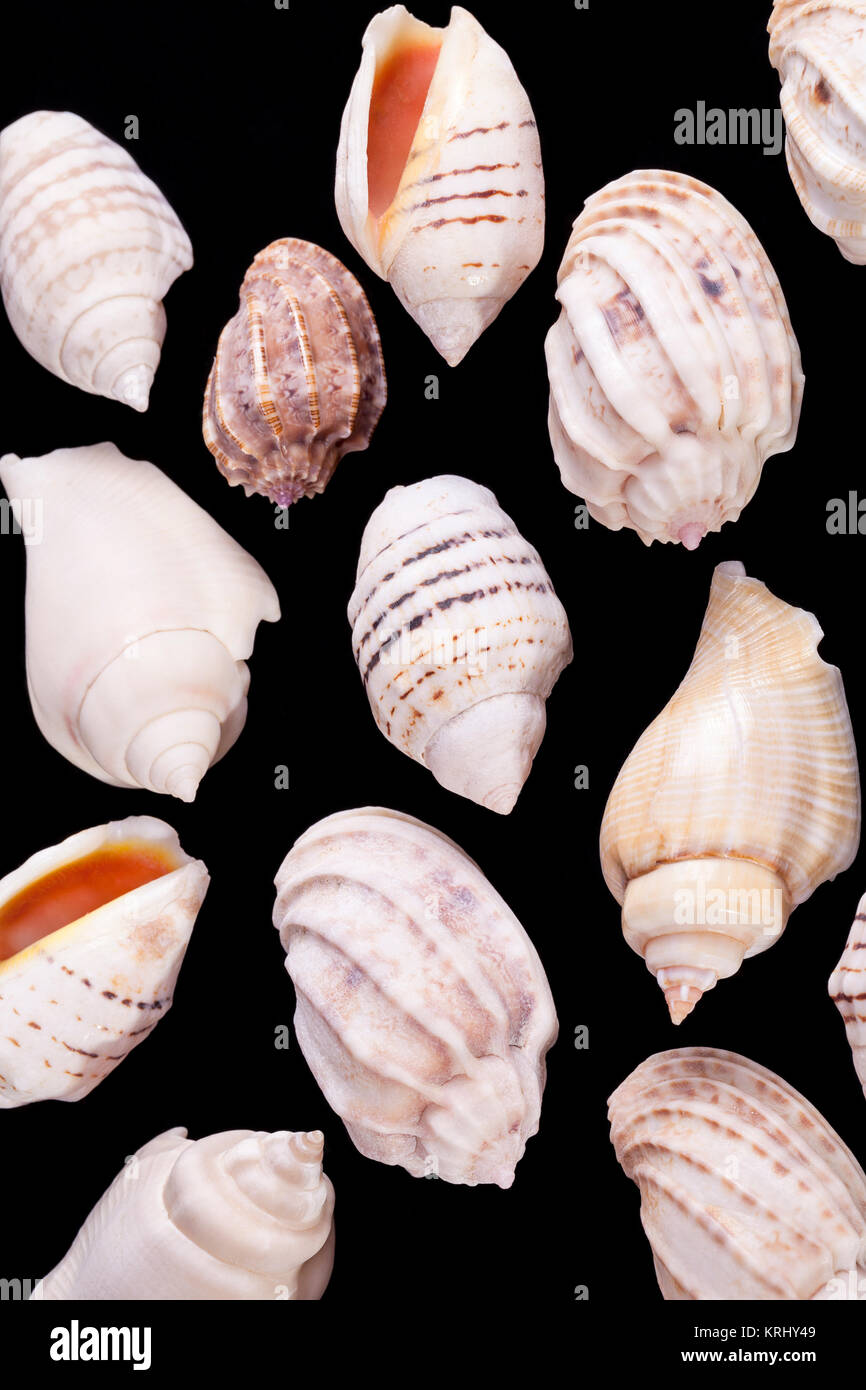 Group of she shells of marine snails isolated on black background Stock Photo