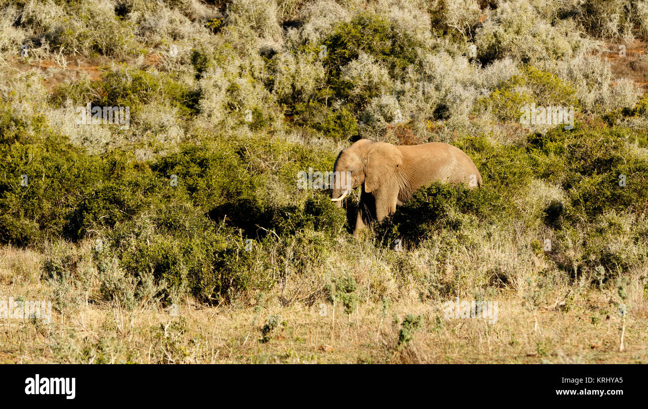 Big field with an african bush elephant Stock Photo