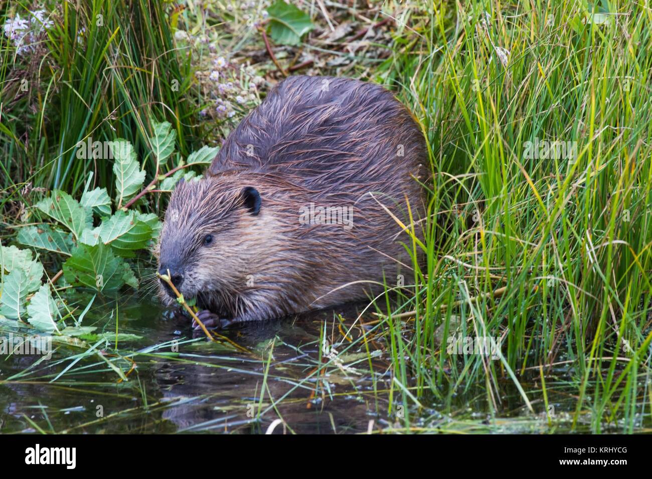 Kanadischer biber hi-res stock photography and images - Alamy
