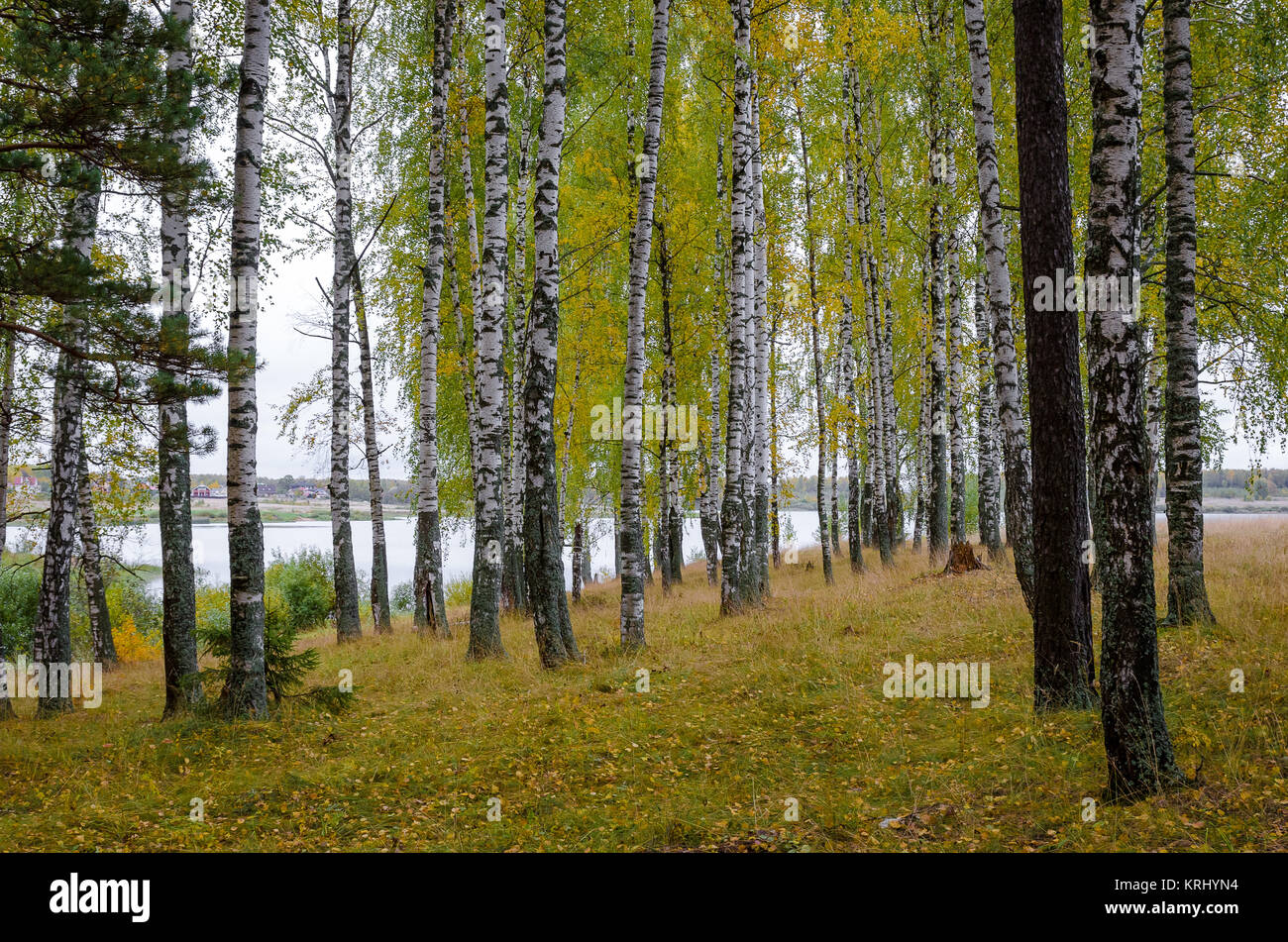 In The Autumn Forest Stock Photo - Alamy
