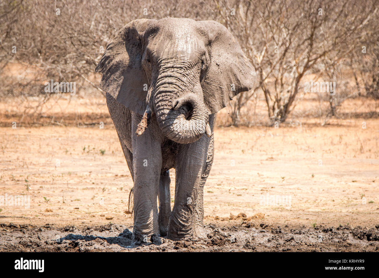 Elephant taking a mud bath Stock Photo - Alamy