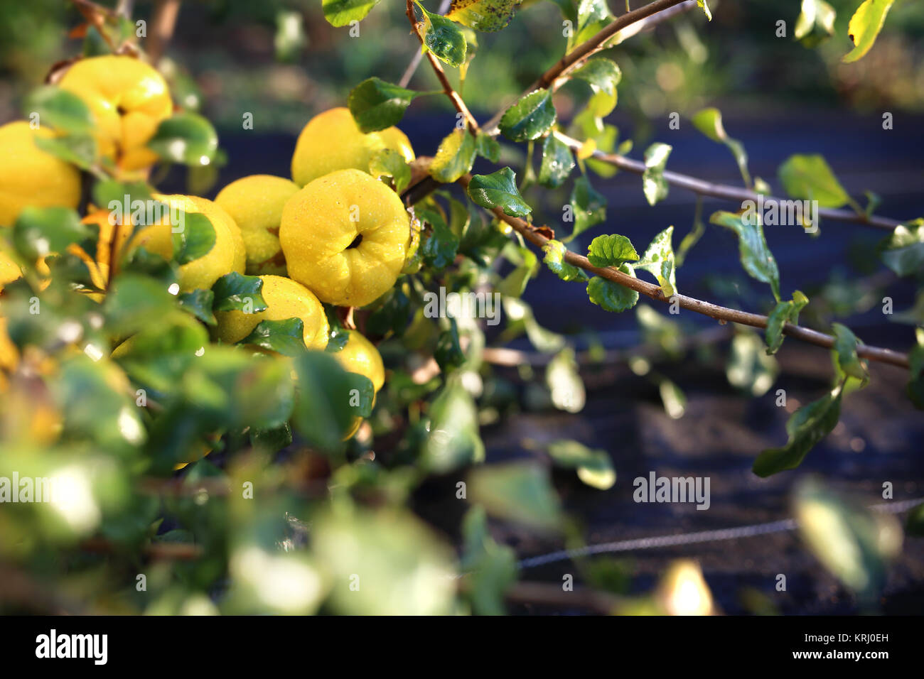 Quince bush hires stock photography and images Alamy