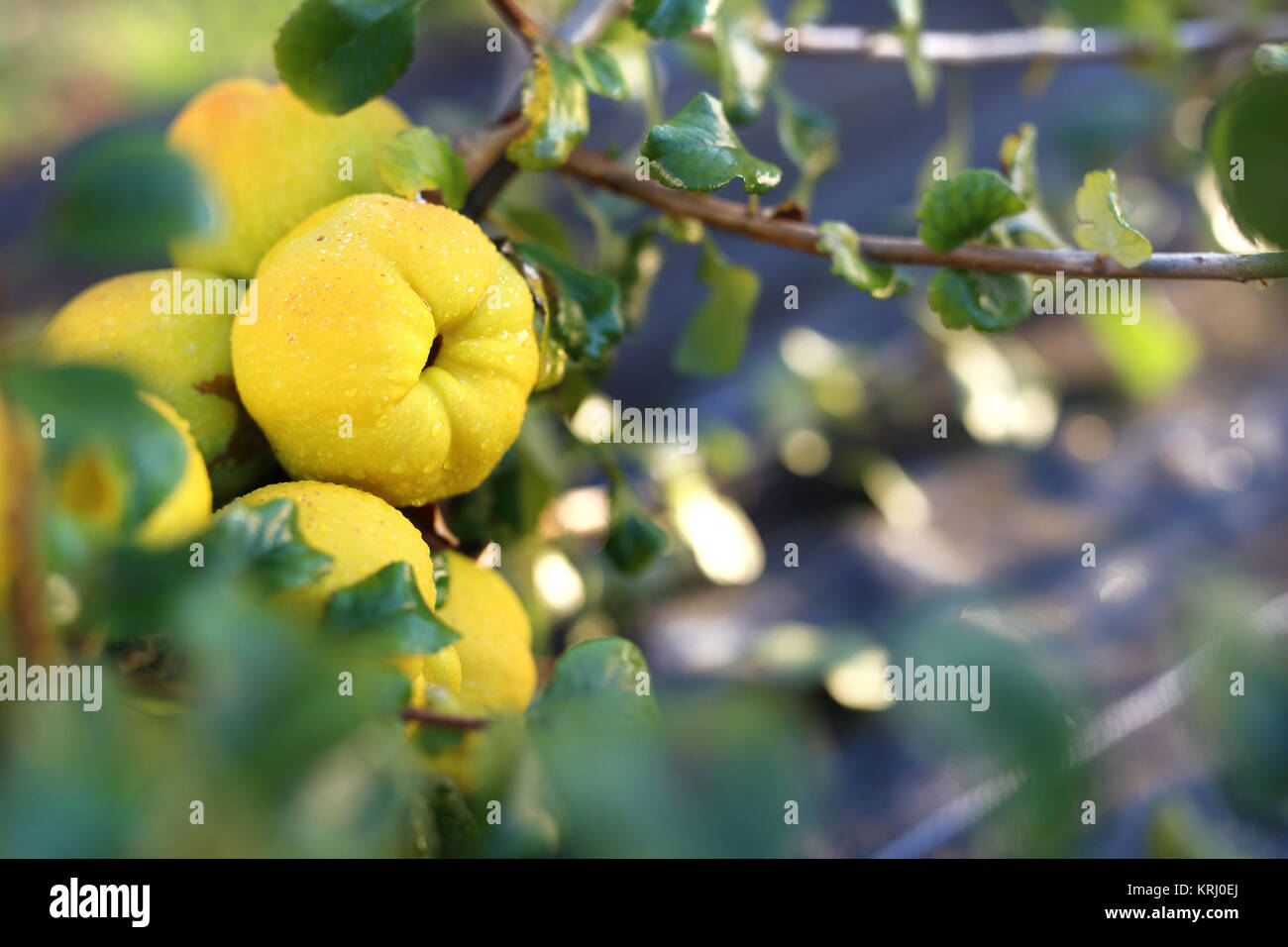 japanese quince fruit Stock Photo Alamy