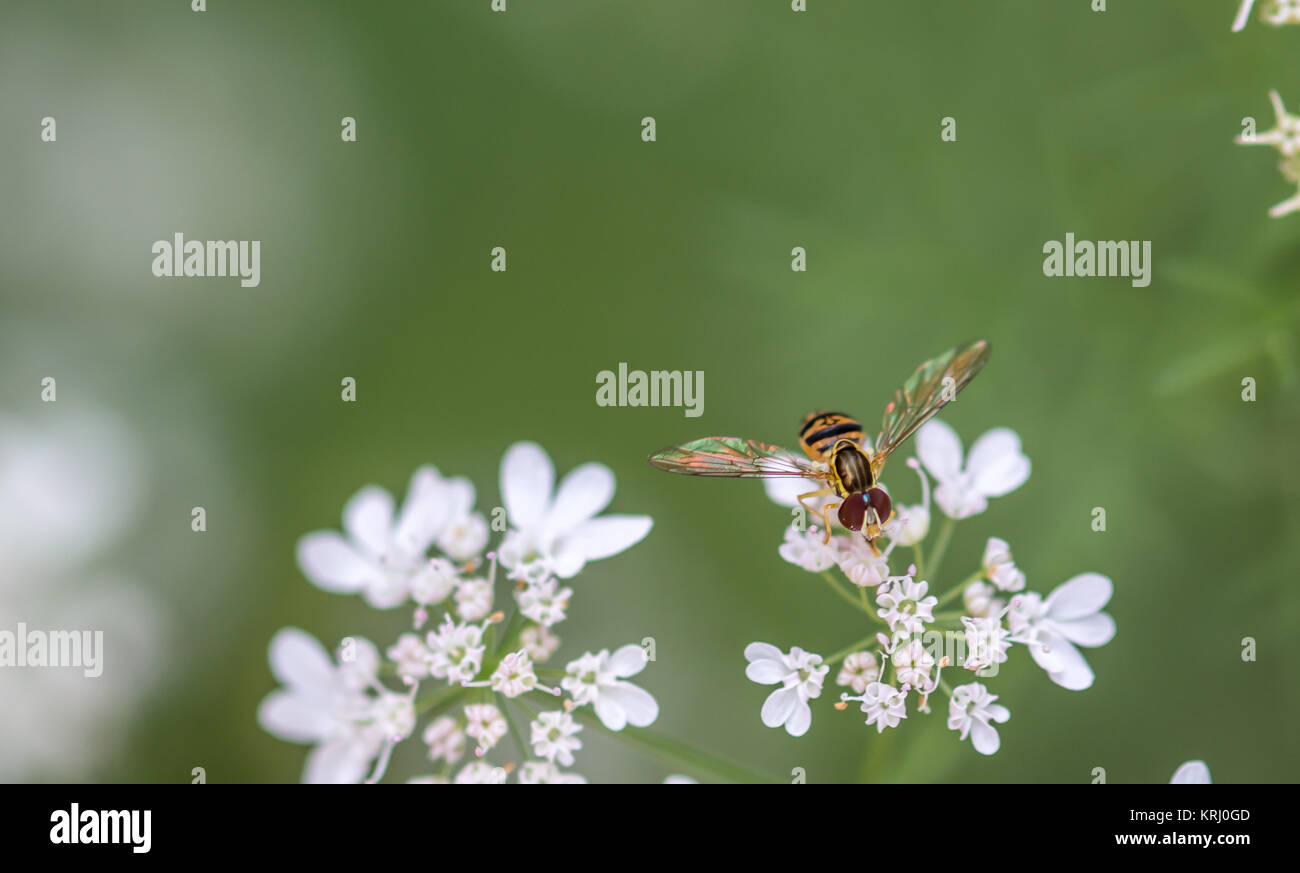 Tiny Little Bee on Cilantro Flowers Stock Photo