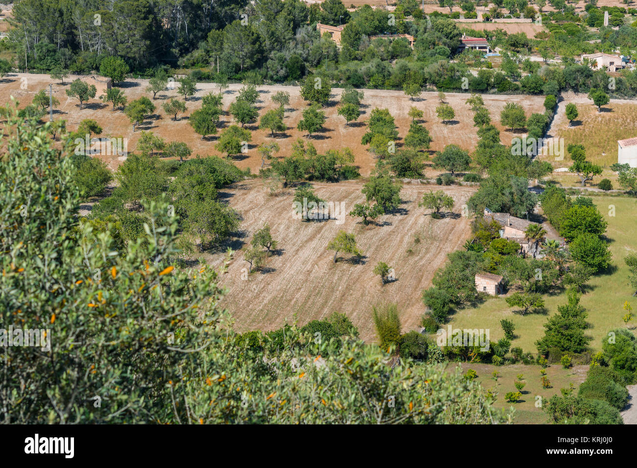 olive grove in majorca,spain Stock Photo Alamy
