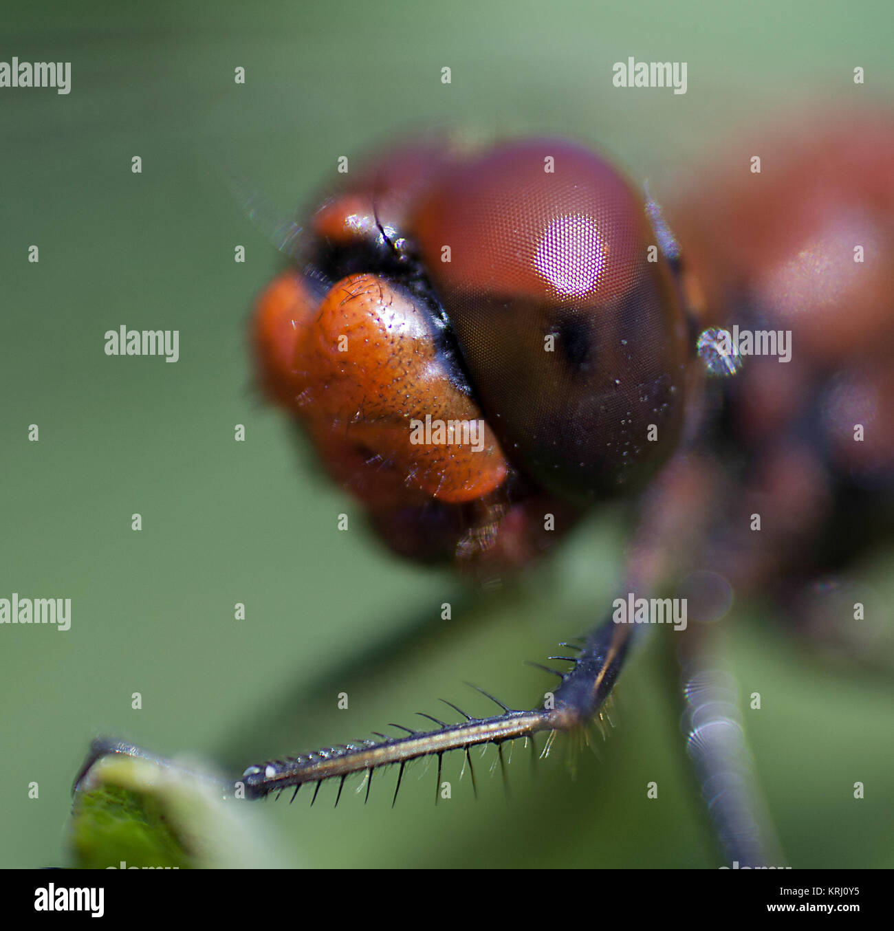 Head of a dragonfly macro Stock Photo - Alamy
