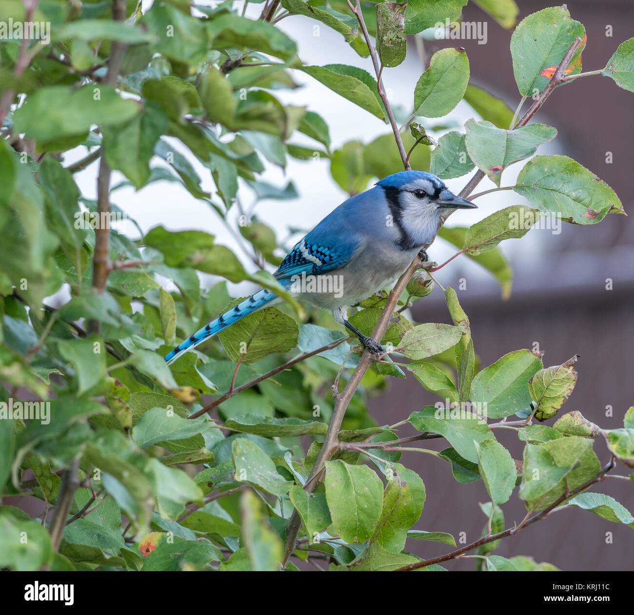 Blue jay in tree hires stock photography and images Alamy