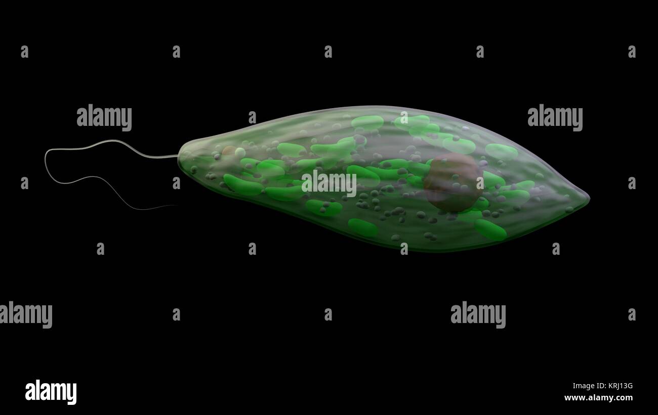 microorganism euglena, protozoa Stock Photo