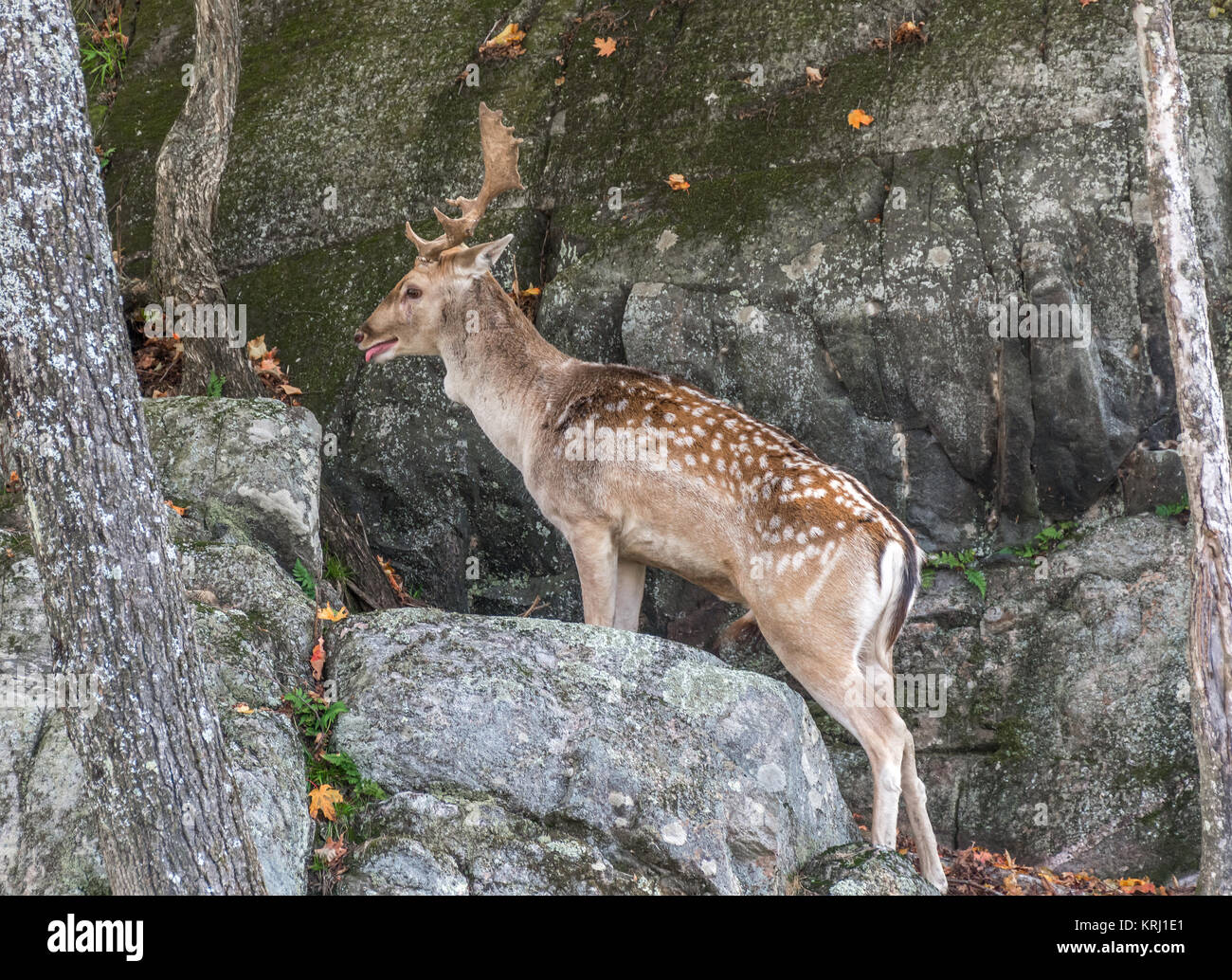 Deer escaping and climbing from a wall of rocks Stock Photo