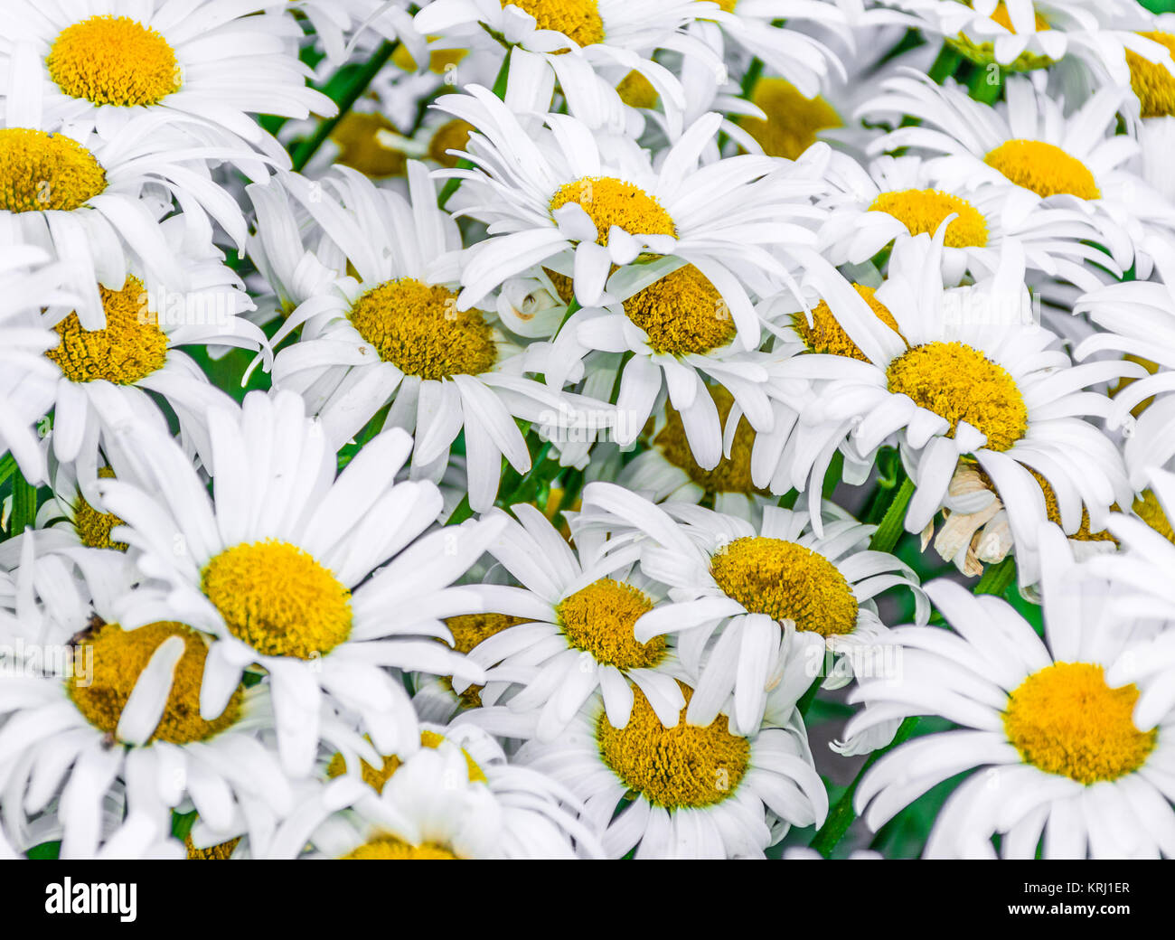 Daisies Flowerheads in a Bulk Closeup View Stock Photo