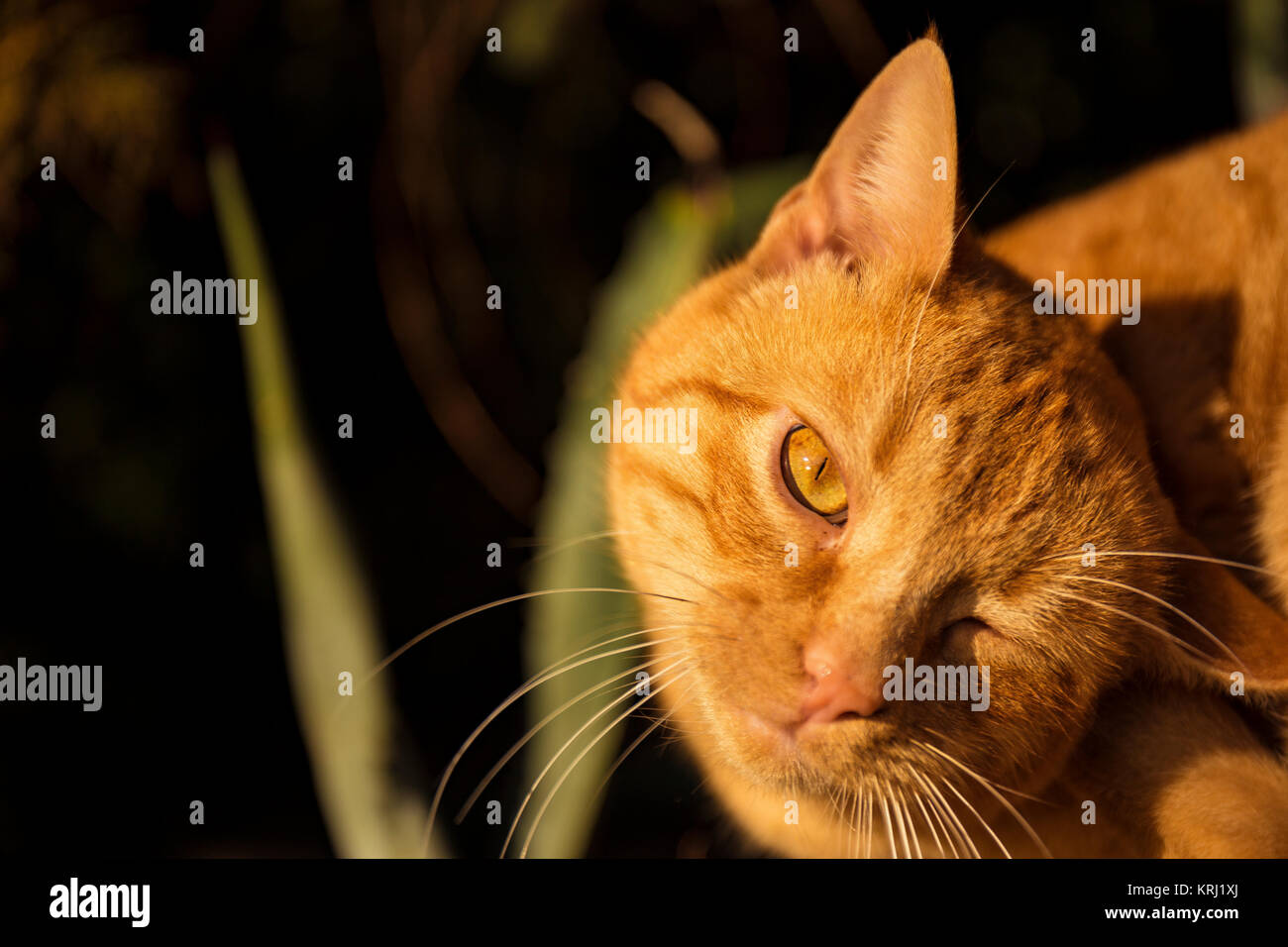 Cat Portrait with one eye closed. Stock Photo