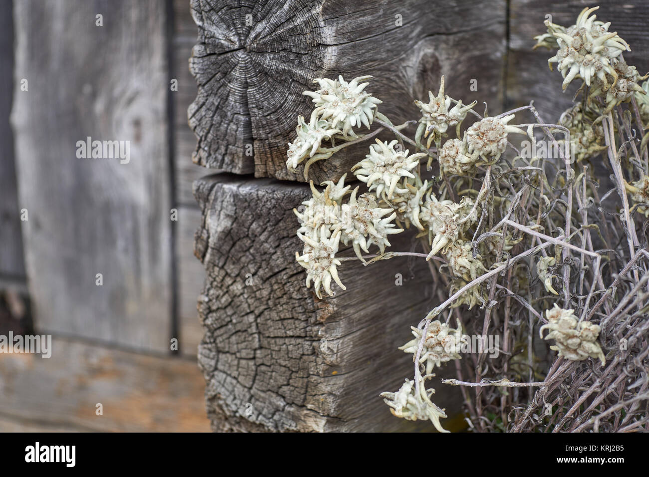 Closeup of Edelweiss flowers in front of an old Swiss wooden mountain chalet - near Grindelwald, Bernese Oberland, Switzerland Stock Photo