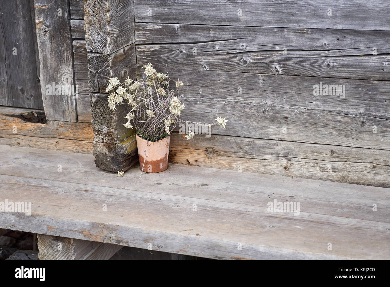 Edelweiss plant in front of an old Swiss wooden mountain chalet - near Grindelwald, Bernese Oberland, Switzerland Stock Photo