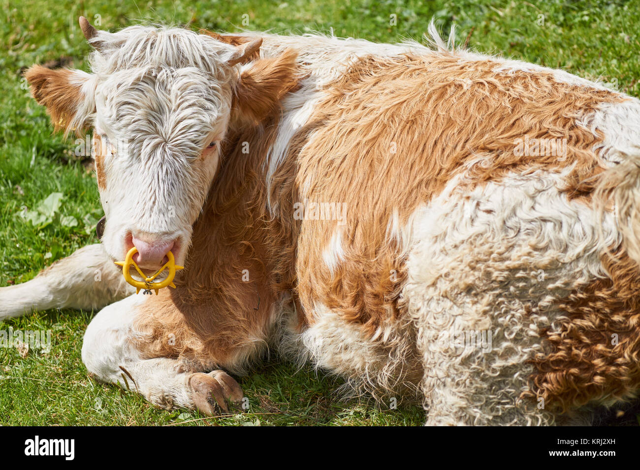 Young Swiss steer bullock with nose ring - Bernese Oberland, Switzerland Stock Photo