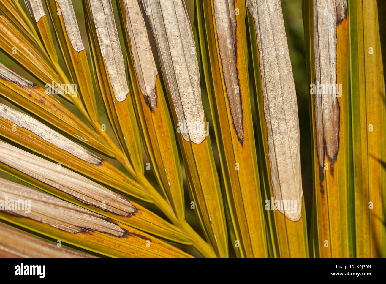 Palm leaf, half dead abstract closeup Stock Photo Alamy