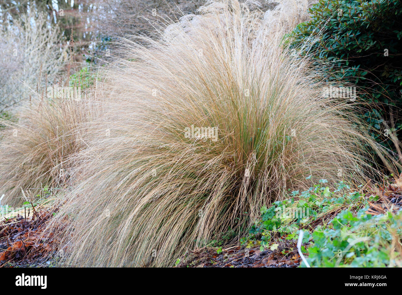 Arching stems form a semi circular mound of the red tussock grass, Chionochloa rubra Stock Photo