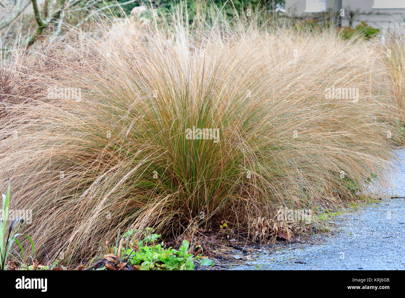 Arching stems form a semi circular mound of the red tussock grass, Chionochloa rubra Stock Photo