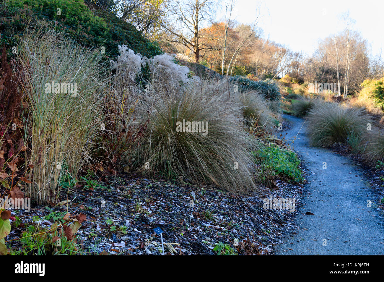 Arching stems of the red tussock grass, Chionochloa rubra, dominate a winter view at The Garden House, Buckland Monachorum, Devon, UK Stock Photo