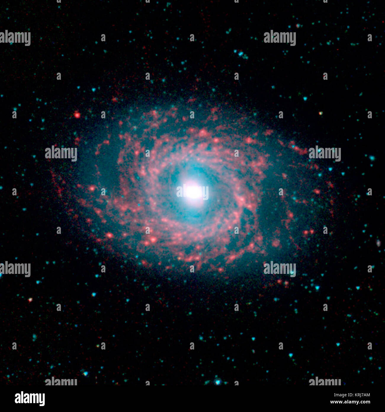 This image of galaxy NGC 3351, located approximately 30 million light-years away in the constellation Leo was captured by the Spitzer Infrared Nearby Galaxy Survey (SINGS) Legacy Project using the telescope's Infrared Array Camera (IRAC).  The remarkable galaxy is graced with beautiful 'rings' of star formation as seen at the longer (red) wavelengths, pierced by a massive bar-like stellar structure (blue light) that extends from the nucleus to the ringed disk.  The SINGS image is a four-channel false-color composite, where blue indicates emission at 3.6 microns, green corresponds to 4.5 micron Stock Photo