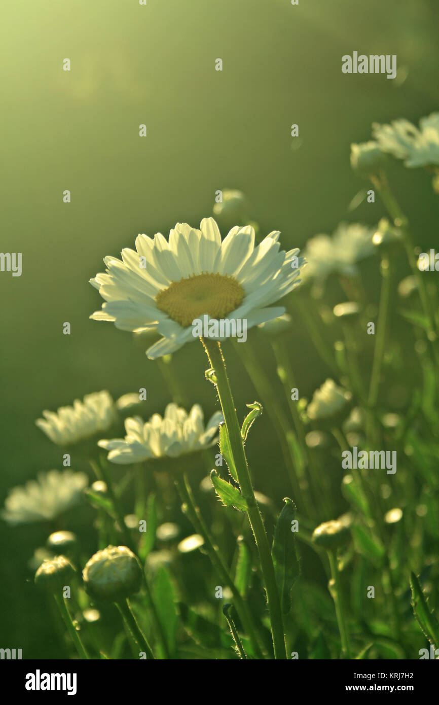 daisies in the morning sun light Stock Photo Alamy