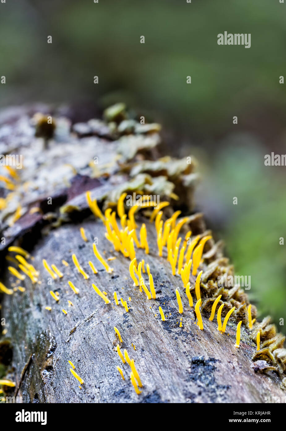 Small fungi that grow on dead wood. Photographed in a pine forest Stock