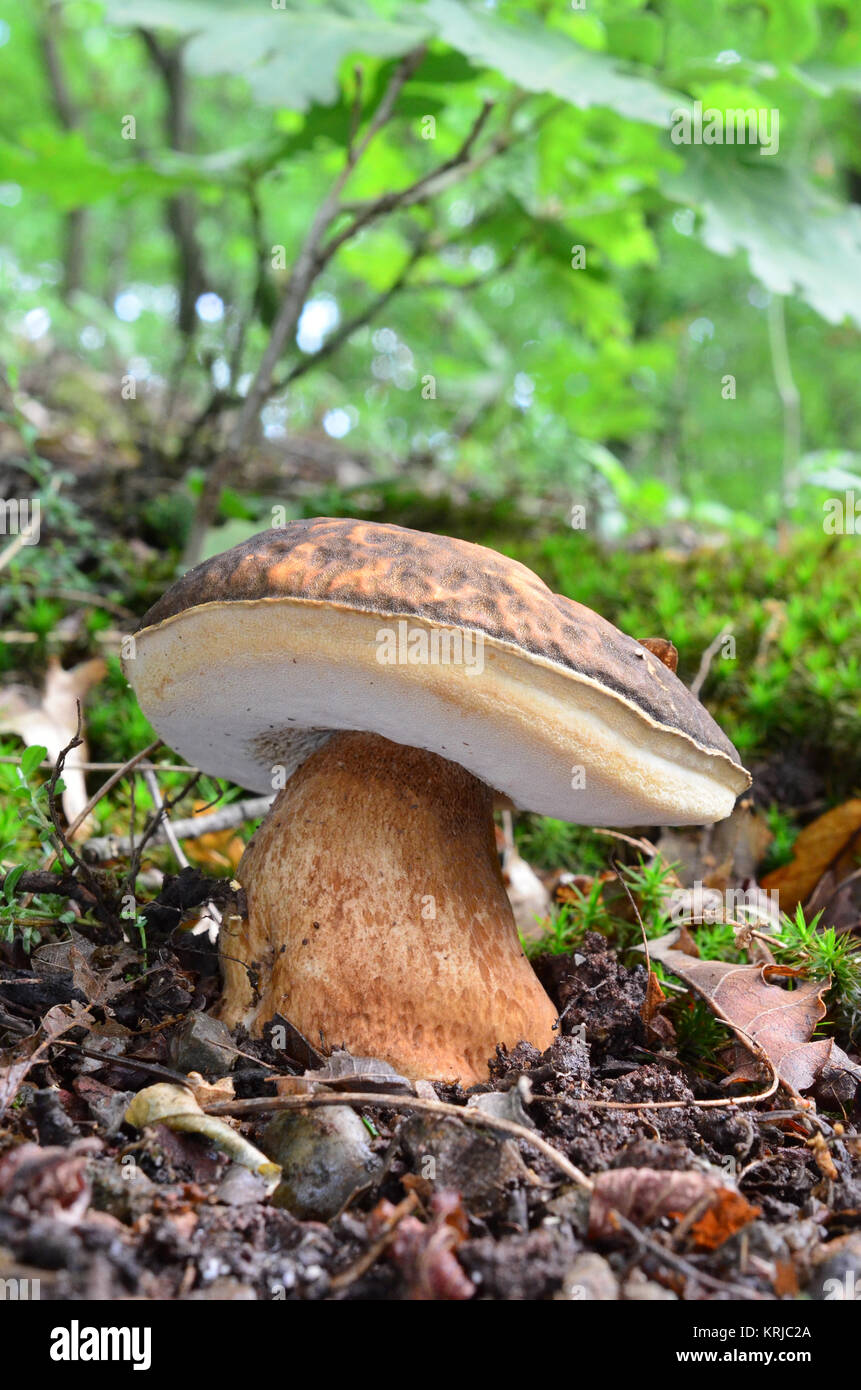 Boletus aereus mushroom or Dark cep, or Bronze bolete, highly prized and much sought-after edible mushroom in natural habitat, rare oak forest Stock Photo