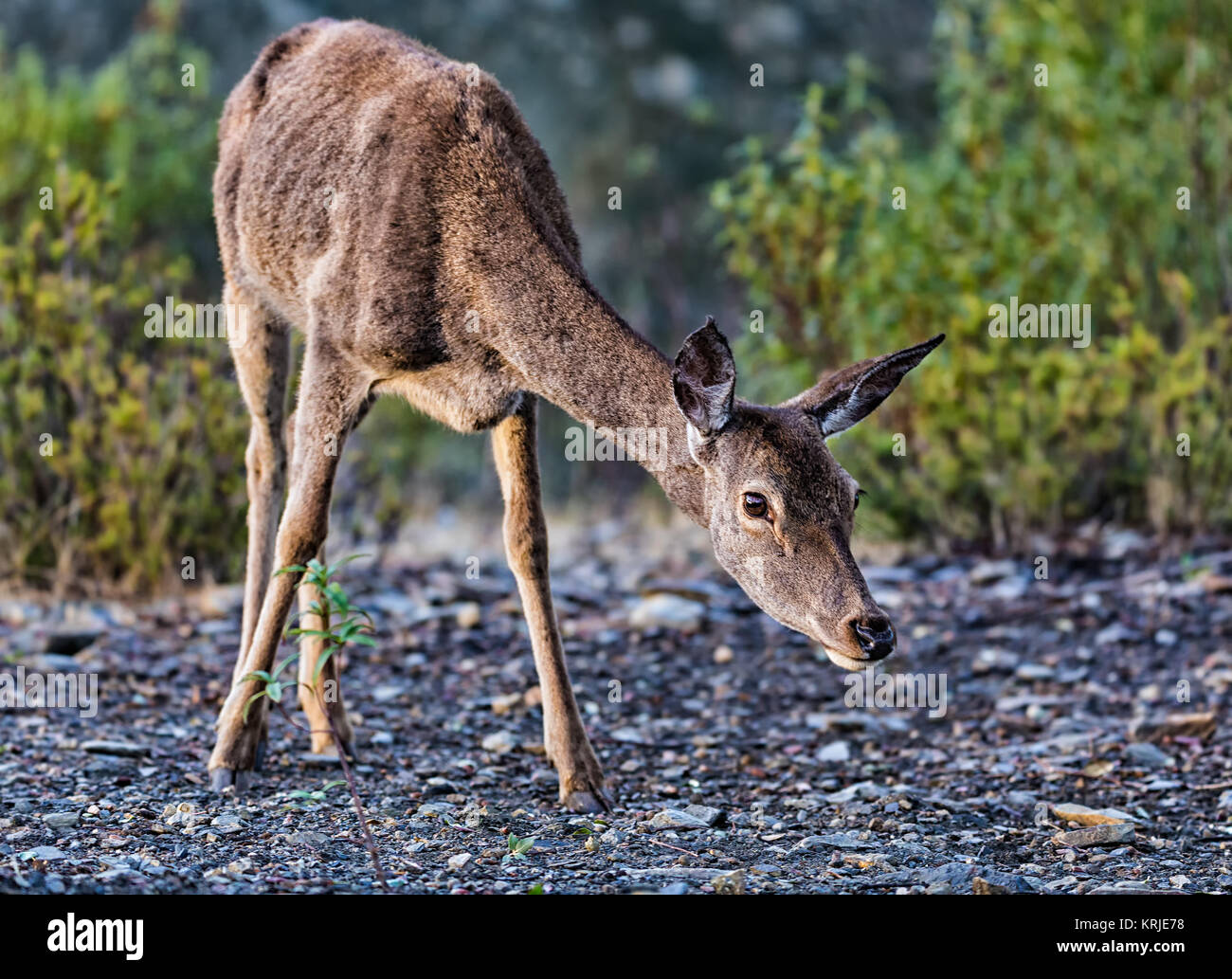 Fawn photographed at the National Park Monfragüe. Spain. Stock Photo