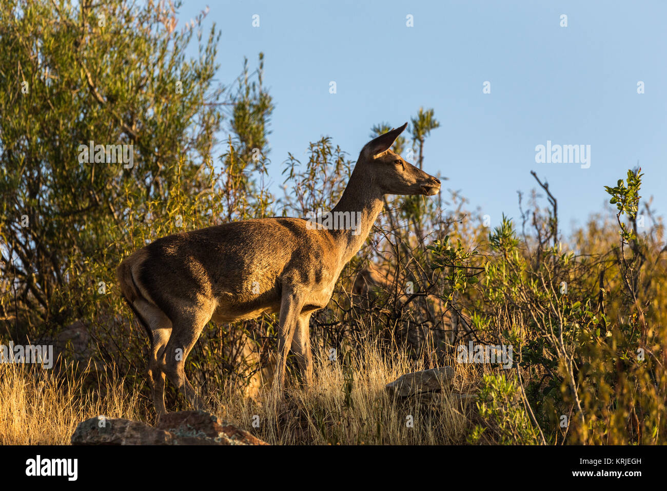 Deer in the Monfragüe National Park. Extremadura. Spain. Stock Photo