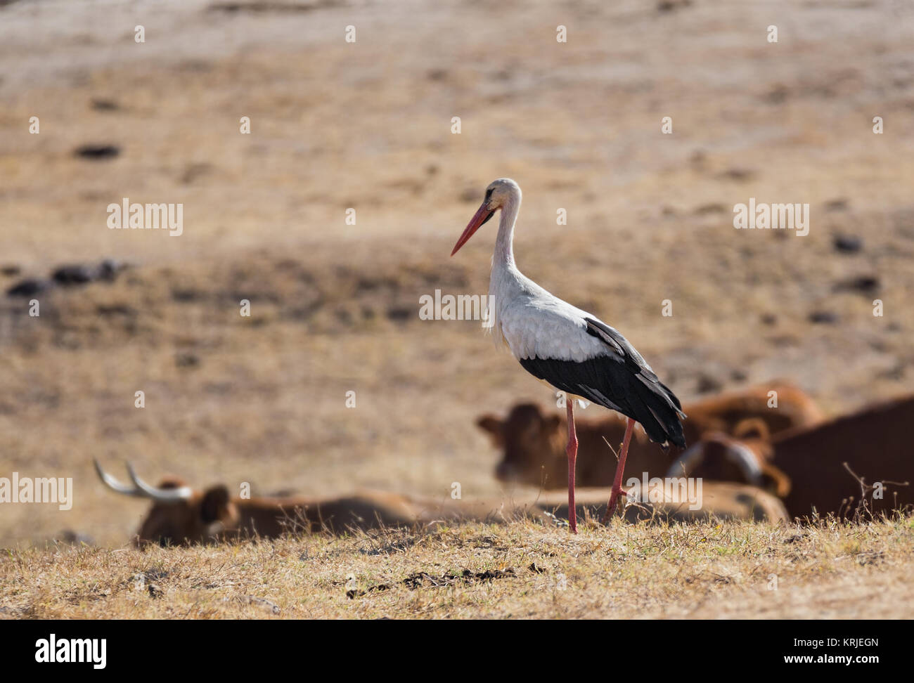Stork photographed in their natural environment. Stock Photo
