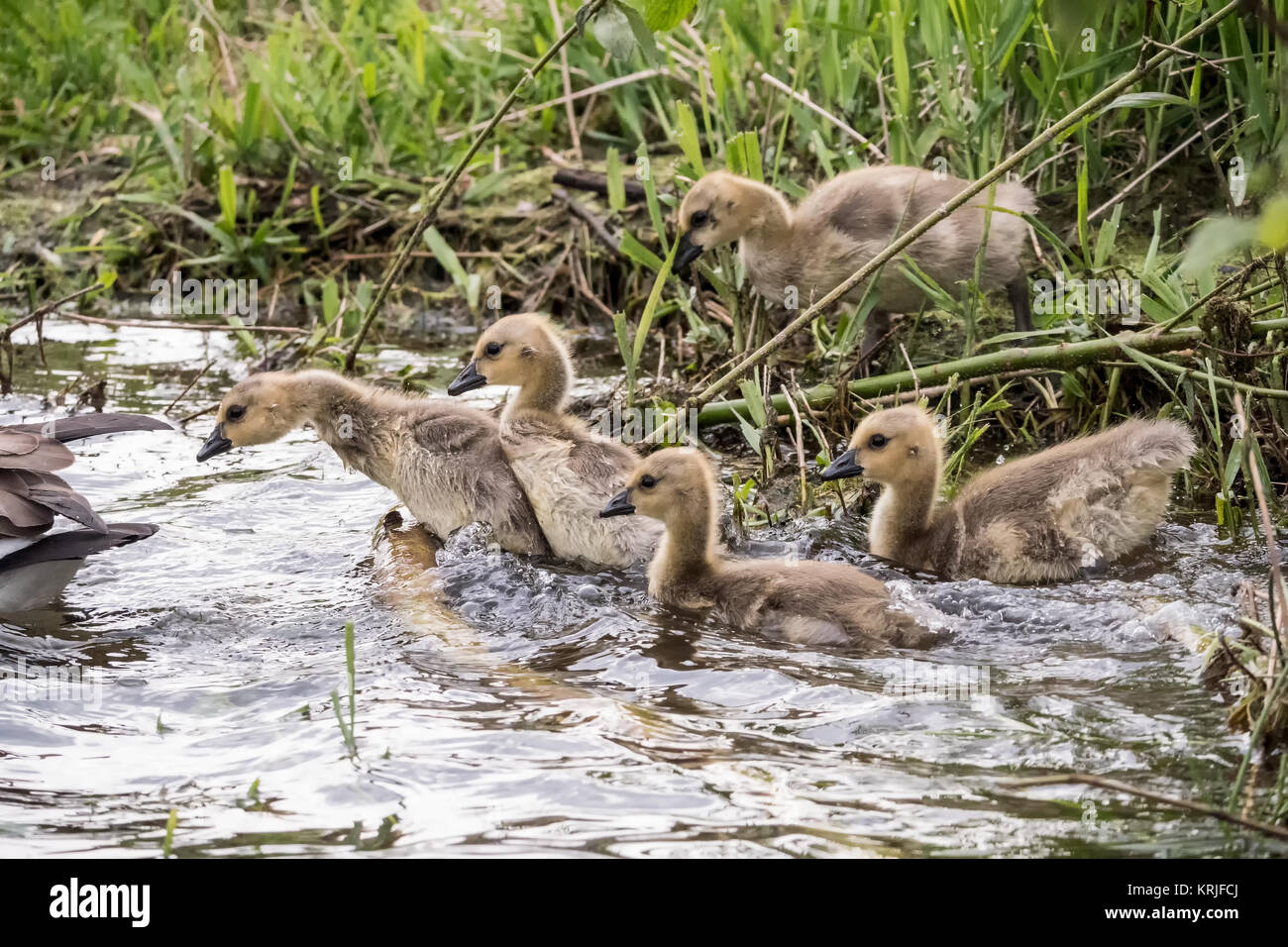 Young Canada Geese goslings rushing to keep up with their mother at