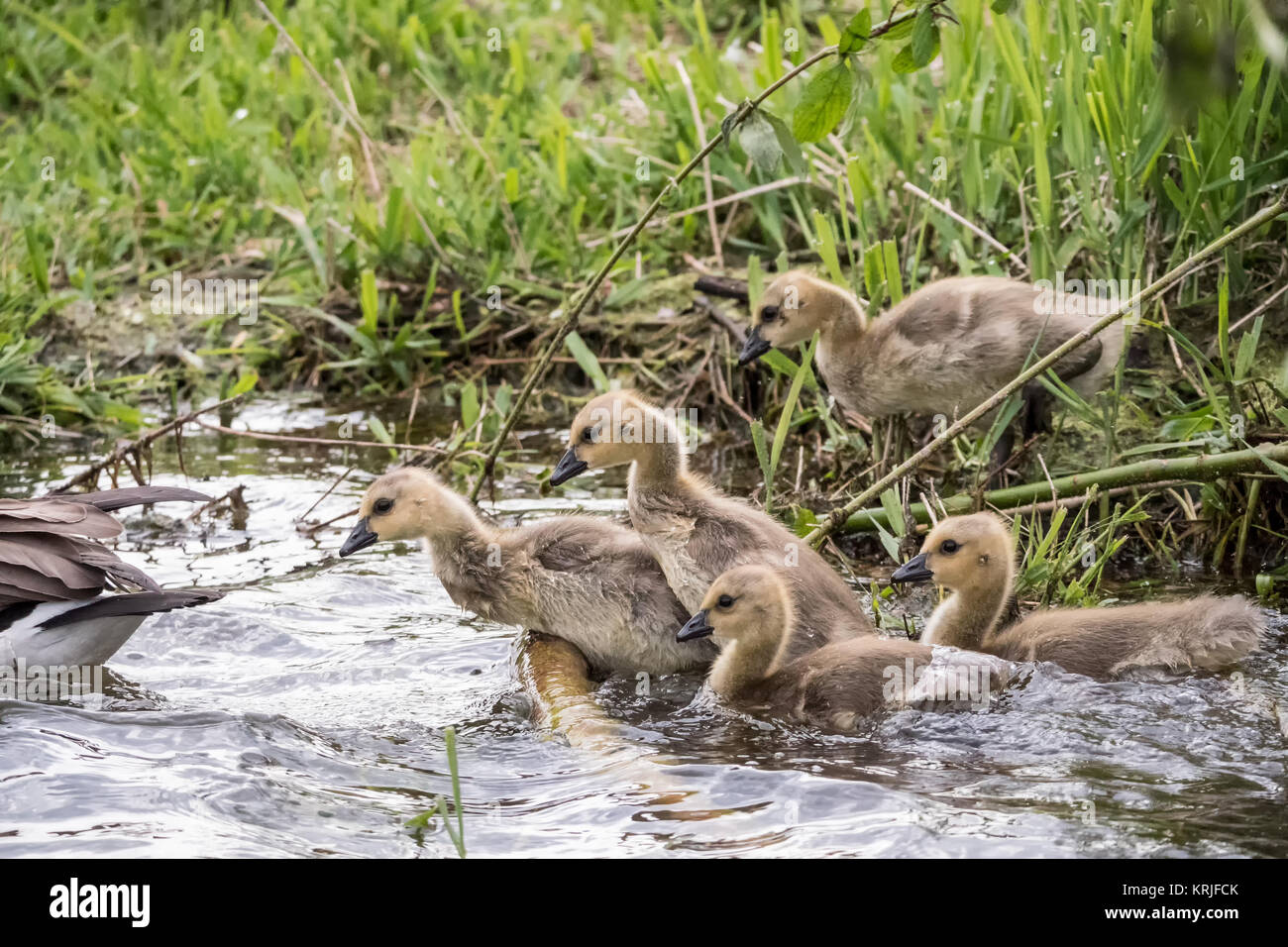 Young Canada Geese goslings rushing to keep up with their mother at