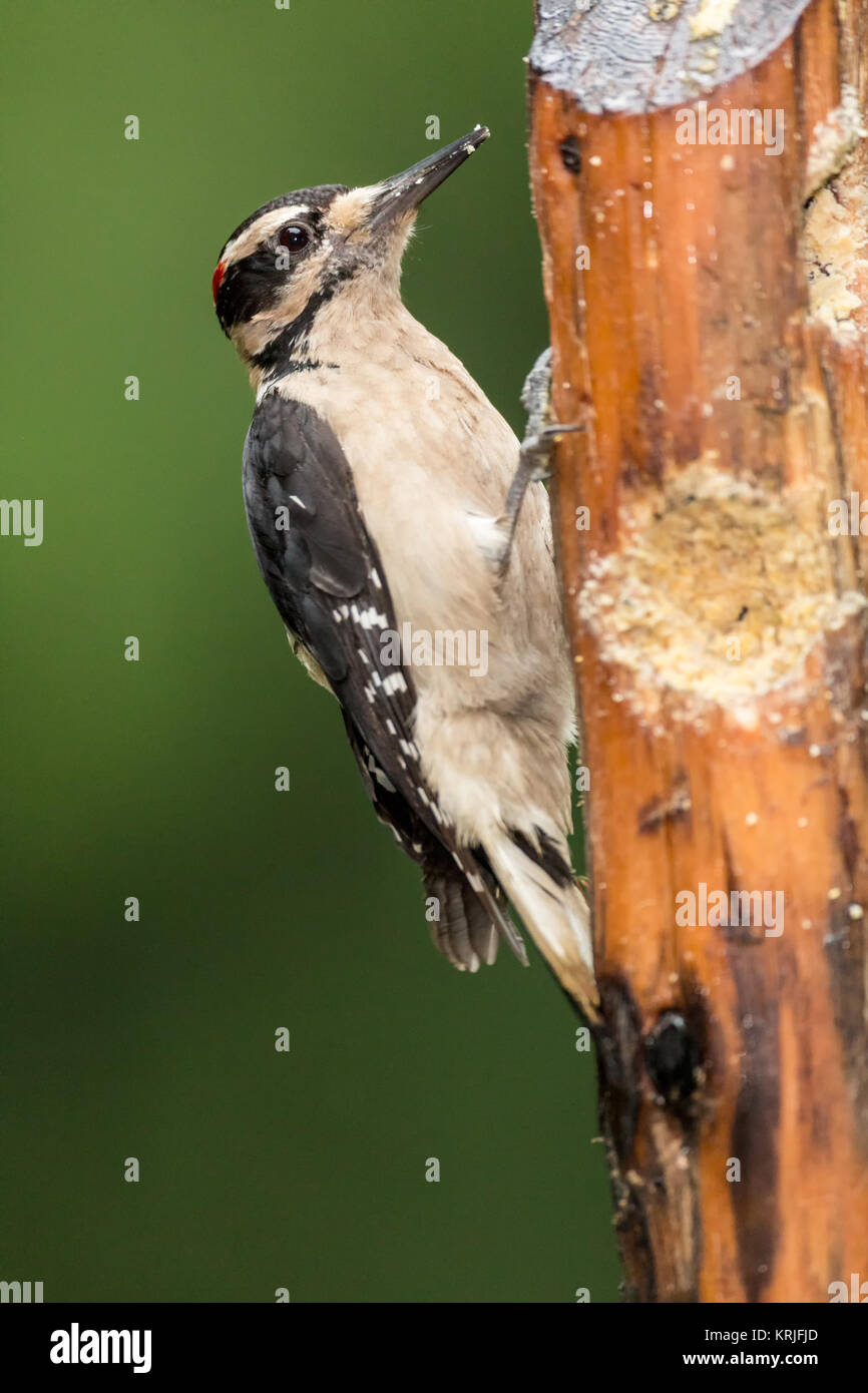 Male Hairy Woodpecker eating from a log suet feeder in Issaquah, Washington, USA Stock Photo