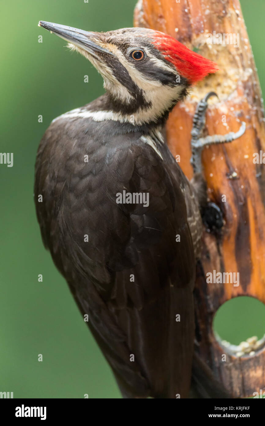 Female Pileated Woodpecker eating from a log suet feeder, with her head