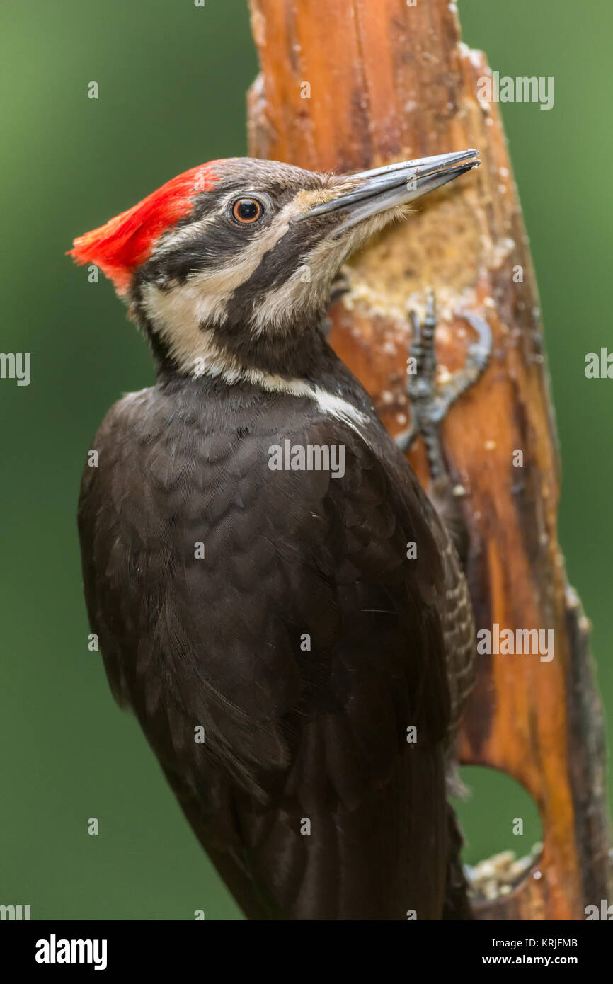 Female Pileated Woodpecker eating from a log suet feeder in Issaquah, Washington, USA Stock Photo