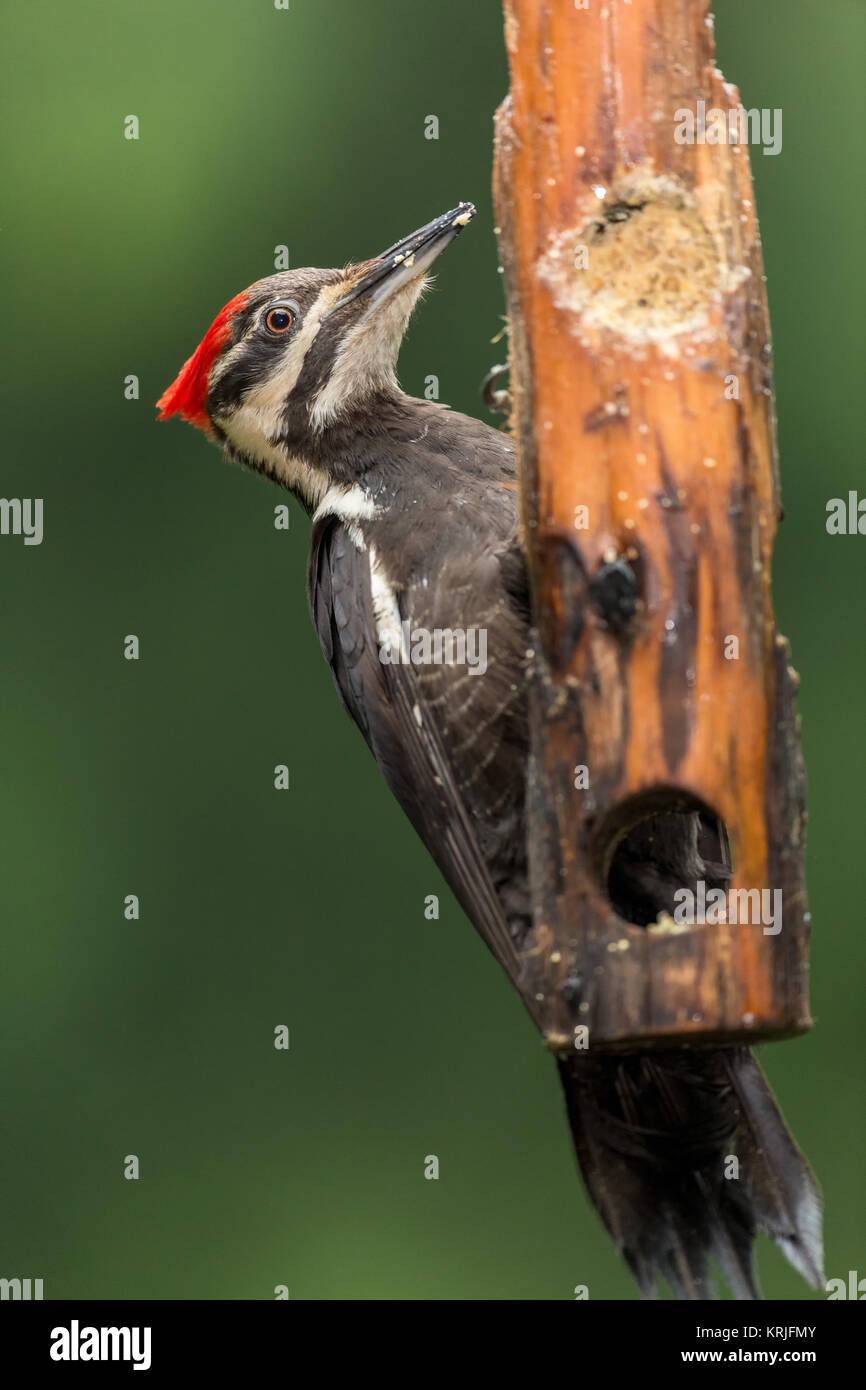 Female Pileated Woodpecker Eating From A Log Suet Feeder In