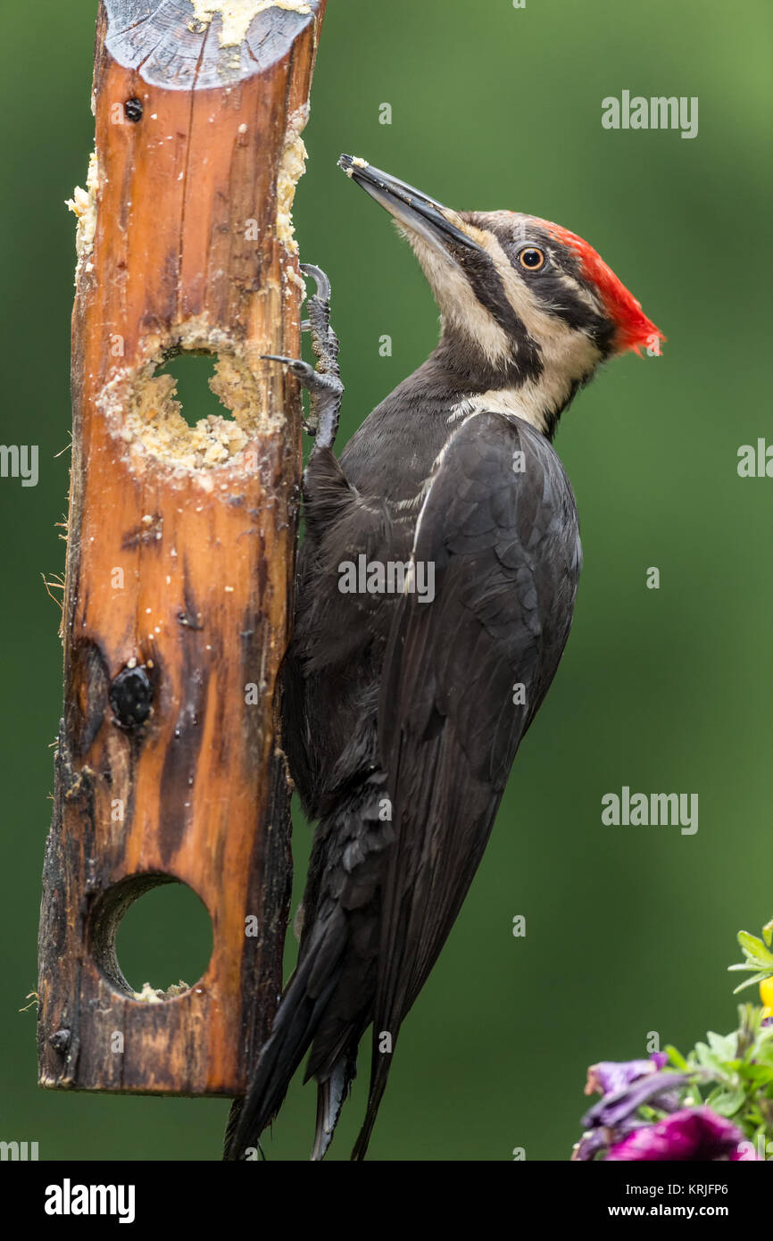 Female Pileated Woodpecker Eating From A Log Suet Feeder In