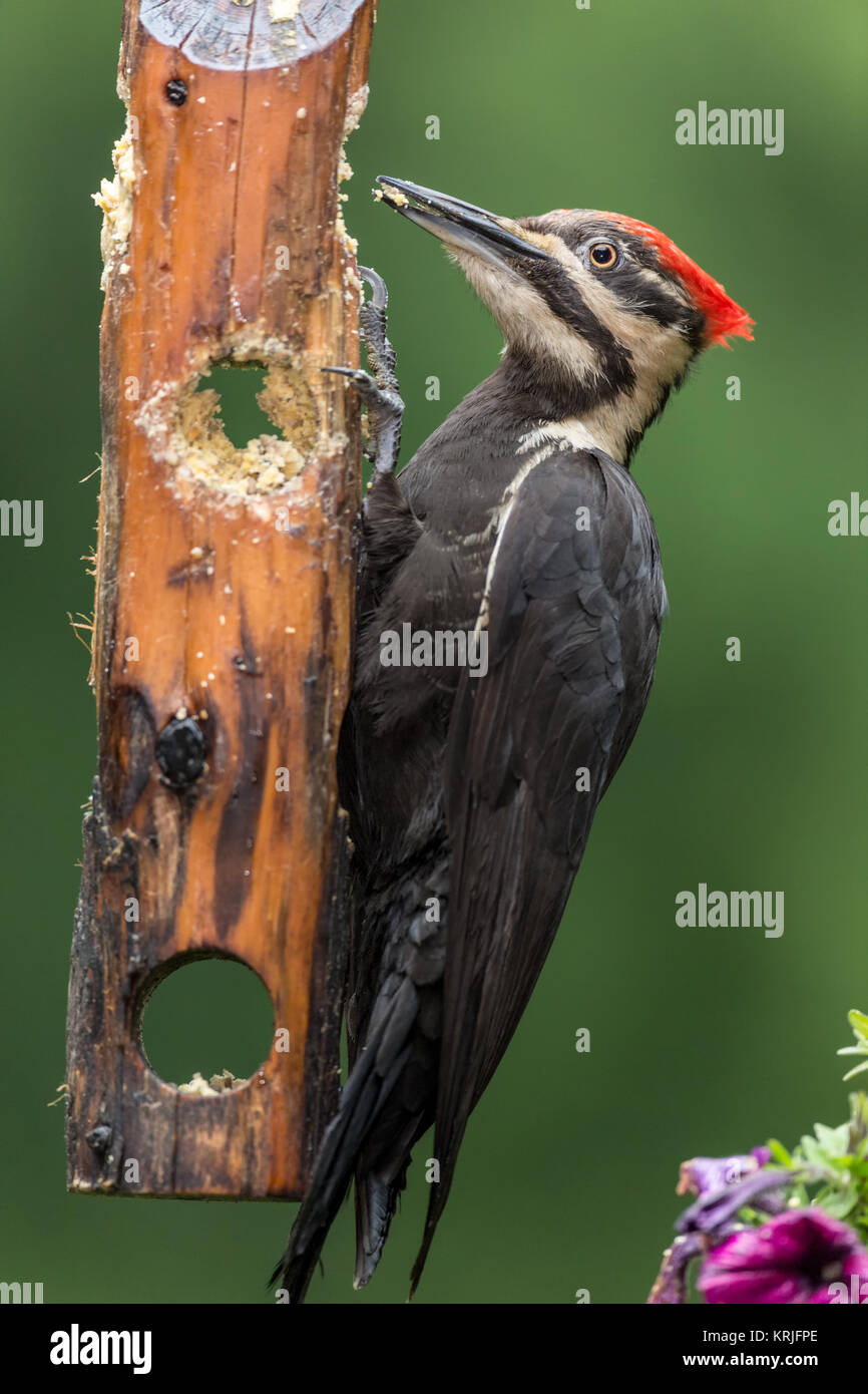 Female Pileated Woodpecker eating from a log suet feeder in Issaquah