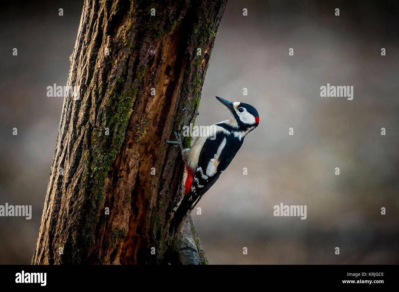 Woodpecker on tree Stock Photo