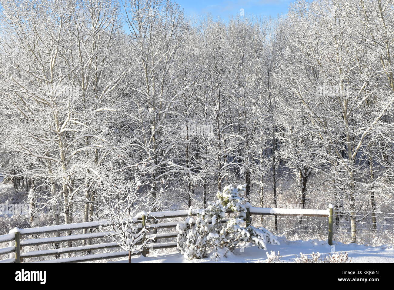 Winter wonderland on a beautiful cold day. Taken on December 18, 2017 at 11:00 A.M. Stock Photo