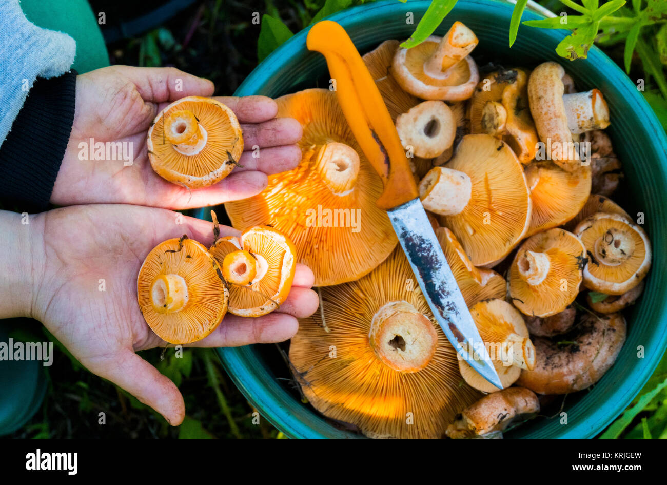 Hands showing buckets of mushrooms Stock Photo