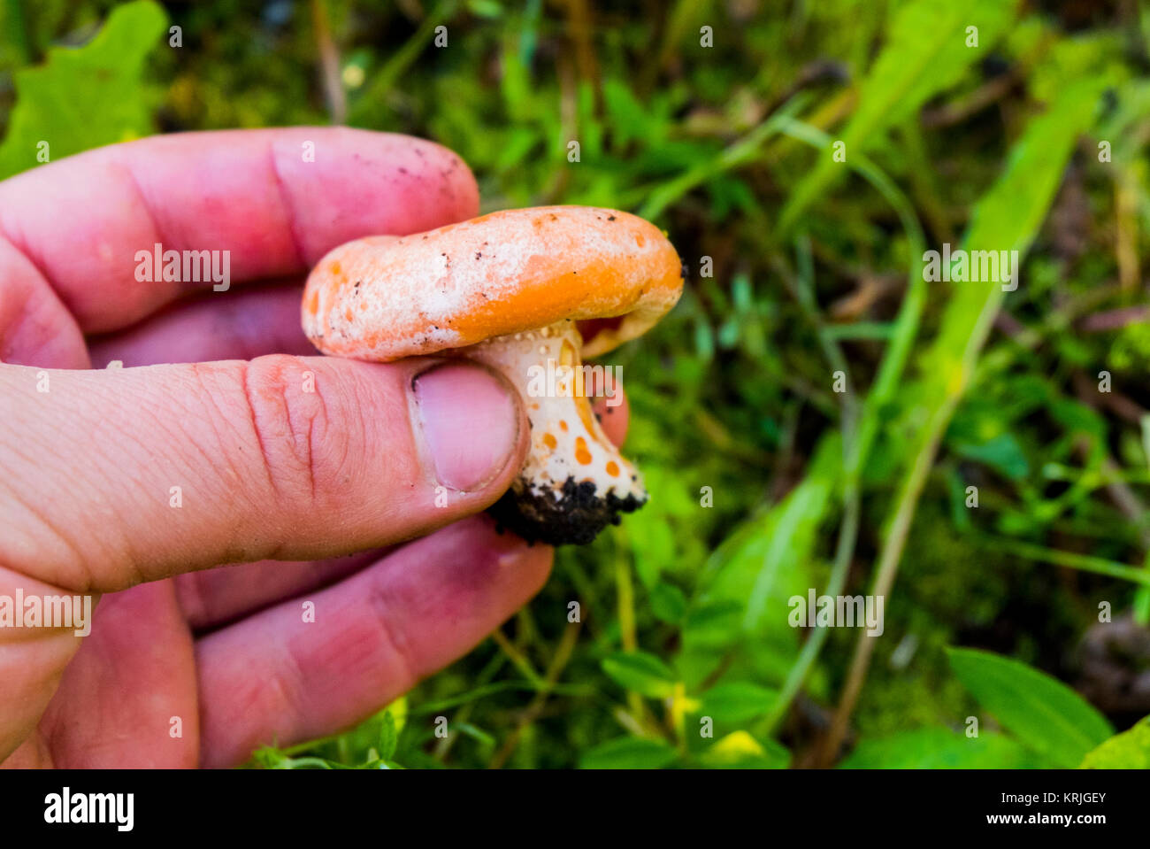 Hand holding fresh mushroom Stock Photo